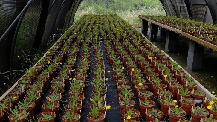 Plantació de Leontodon longirostris